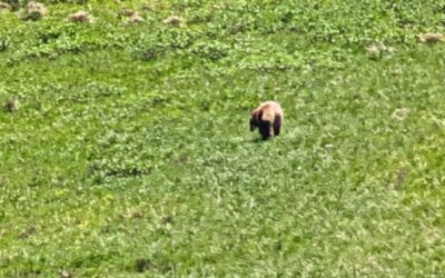 Bear at treeline, what does this mean for you and the economy