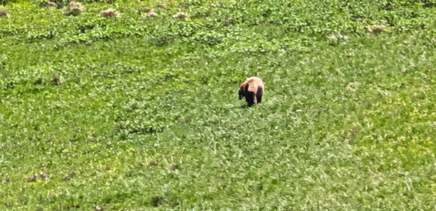 Bear at treeline