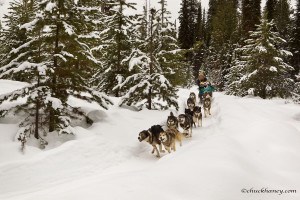 Dog Sled