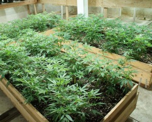 marijuana grow operation